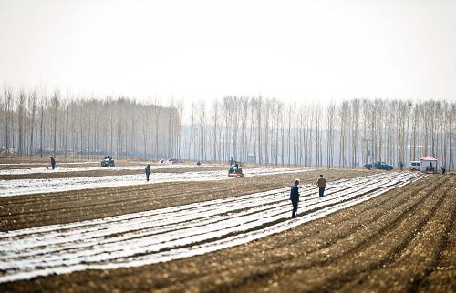 黑龍江省肇東市太平鄉(xiāng)東合村農(nóng)民采用“大壟雙行、膜下滴灌”方式種植玉米(5月3日攝)。新華社記者 王松 攝