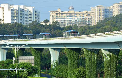6月8日上午7點,在廈門BRT快速公交車道蔡塘站,BRT公交車正式啟動運營,這是公交車在高架橋上排隊進站。新華社記者 魏培全 攝