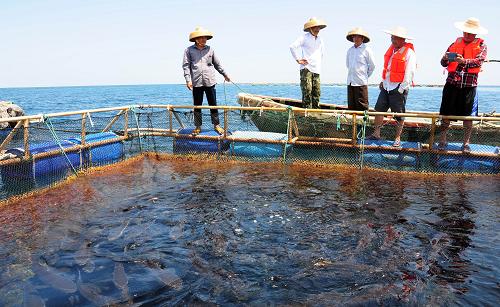 6月20日,海南省水產(chǎn)研究所的專家在西沙晉卿島附近海域深水網(wǎng)箱養(yǎng)殖區(qū)的一口深水網(wǎng)箱邊觀察軍曹魚的養(yǎng)殖情況。新華社記者 夏冠男 攝