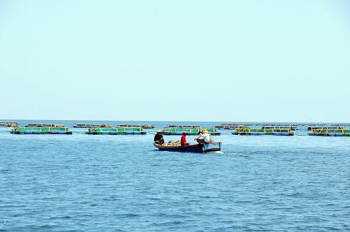 6月20日,搭載漁工的漁船在西沙晉卿島附近海域深水網(wǎng)箱養(yǎng)殖區(qū)里穿行。新華社記者 夏冠男 攝