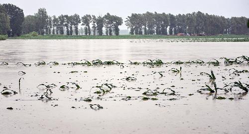 這是7月3日拍攝的吉林省榆樹市土橋鎮(zhèn)受連陰雨天氣影響被淹沒的農(nóng)田。連日來,吉林省遭遇歷史罕見連陰雨天氣,導(dǎo)致部分地區(qū)交通和農(nóng)田受到影響。當(dāng)日,記者在吉林省榆樹市地勢(shì)低洼的土橋鎮(zhèn)防汛現(xiàn)場(chǎng)了解到,連續(xù)降雨使得附近水庫蓄水超量,數(shù)百公頃農(nóng)田已被淹沒,部分鄉(xiāng)路被暫時(shí)阻斷。新華社記者 王昊飛 攝
