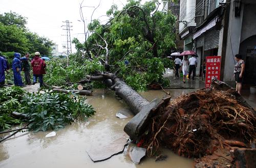 8月15日,廣東湛江吳川市同德路的一棵大樹被湍急的洪水沖倒。新華社發(fā)(李忠 攝)
