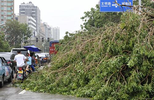 9月23日,大量倒伏的樹木將汕尾城區(qū)主干道汕尾大道堵塞,部分路段三車道僅剩一車道可通行。新華社記者 梁旭 攝