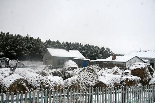 這是10月11日在內(nèi)蒙古呼倫貝爾拍攝的被白雪覆蓋的農(nóng)舍和草料。新華社發(fā)(紀(jì)松濤 攝)