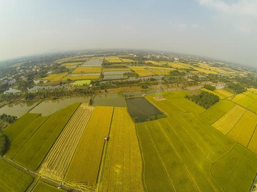 10月23日,長興縣虹星橋鎮(zhèn)后羊村的種糧大戶莫建華開著收割機(jī)收割成熟的水稻,他目前承包的近千畝水稻預(yù)計(jì)總產(chǎn)量達(dá)到120萬斤。依靠當(dāng)?shù)氐耐恋亓鬓D(zhuǎn)政策,莫建華逐年擴(kuò)大承包面積,2014年承包面積將突破1000畝。新華社記者 徐昱 攝