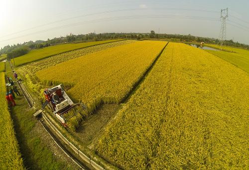 10月23日,長興縣虹星橋鎮(zhèn)后羊村的種糧大戶莫建華開著收割機(jī)收割成熟的水稻,他目前承包的近千畝水稻預(yù)計(jì)總產(chǎn)量達(dá)到120萬斤。依靠當(dāng)?shù)氐耐恋亓鬓D(zhuǎn)政策,莫建華逐年擴(kuò)大承包面積,2014年承包面積將突破1000畝。新華社記者 徐昱 攝