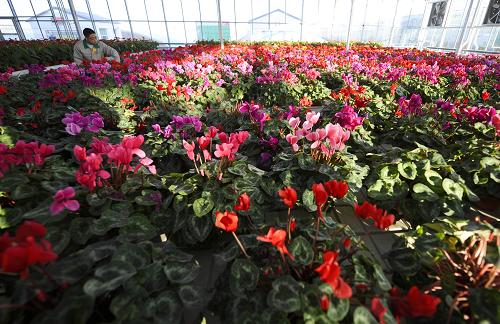 11月6日,在巴彥淖爾市臨河區(qū)干召?gòu)R鎮(zhèn)永豐五社浩彤現(xiàn)代農(nóng)業(yè)示范園區(qū),一名工作人員在修剪鮮花。內(nèi)蒙古巴彥淖爾市臨河區(qū)干召?gòu)R鎮(zhèn)永豐五社于2011年通過(guò)土地流轉(zhuǎn)建起總占地面積2135畝的浩彤現(xiàn)代農(nóng)業(yè)示范園區(qū),集休閑娛樂、現(xiàn)代農(nóng)業(yè)科技示范、農(nóng)產(chǎn)品生產(chǎn)加工儲(chǔ)藏交易于一體。該農(nóng)業(yè)示范區(qū)提供就業(yè)崗位3000余個(gè),每年可為社會(huì)供應(yīng)3.2萬(wàn)噸的綠色果蔬產(chǎn)品。近年來(lái),位于河套平原的巴彥淖爾市通過(guò)示范園區(qū)引導(dǎo)發(fā)展設(shè)施農(nóng)業(yè),以增加農(nóng)業(yè)收益和農(nóng)民收入。截至2012年底,巴彥淖爾市設(shè)施農(nóng)業(yè)總面積約18.3萬(wàn)畝,全市共建成500畝以上的現(xiàn)代農(nóng)業(yè)示范園區(qū)30余個(gè),有效帶動(dòng)了周邊農(nóng)民利用高新農(nóng)業(yè)科技從事綠色、無(wú)公害蔬菜、瓜果生產(chǎn),增收致富。新華社記者 任軍川 攝