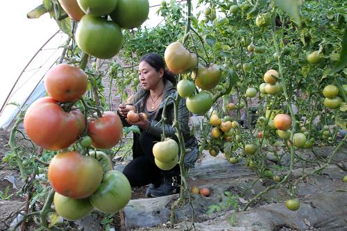 12月3日,種植戶(hù)在新疆哈密市現(xiàn)代農(nóng)業(yè)園區(qū)設(shè)施農(nóng)業(yè)大棚里采摘西紅柿。新華社發(fā)(蔡增樂(lè) 攝)
