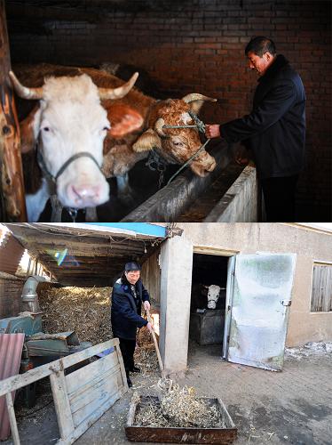 上圖:1月9日,吉林省梨樹縣西黑嘴子村村民趙國才在觀察牛的生長情況。下圖:1月9日,趙國才在準(zhǔn)備喂牛的飼料。趙國才2012年9月用自家9畝多地貸款1.4萬元養(yǎng)牛,一年多時間,他家的牛已經(jīng)從2頭發(fā)展到6頭,增收1萬多元(拼版圖片)。新華社記者 許暢 攝