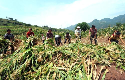旱區(qū)村民互助 抗災(zāi)生產(chǎn)自救 8月25日,角奎鎮(zhèn)小寨村村民們幫助同村農(nóng)民楊大順(左二)鏟除旱地里枯死的玉米稈,補種晚秋土豆。 今年2月至今,地處烏蒙山區(qū)的云南省昭通市彝良縣角奎鎮(zhèn)遭受罕見的春夏秋連旱,全鎮(zhèn)500個村寨不同程度受災(zāi),大春農(nóng)作物大面積歉收減產(chǎn),4.6萬畝水稻、玉米、土豆基本絕收。目前,當(dāng)?shù)厥転?zāi)群眾自發(fā)幫忙互助,積極開展生產(chǎn)自救,補種晚秋耐旱作物,以彌補損失。 新華社記者陳海寧攝