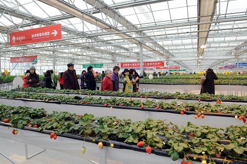 2月21日,游客在第七屆世界草莓大會草莓博覽園溫室內參觀。由中關村科技企業(yè)研發(fā)的大型智能連棟溫室亮相正在北京舉辦的第七屆世界草莓大會。此次草莓大會由國際園藝學會、北京市人民政府等聯(lián)合主辦,大會于2月18日至2月22日在北京市昌平區(qū)舉辦。雙層中空鋼化玻璃溫室是中關村農業(yè)科技企業(yè)——北京京鵬環(huán)球科技股份有限公司自主研發(fā)的具有自主核心知識產權的智能連棟溫室,溫室內采用移動式噴灌系統(tǒng)、自動化環(huán)境智能控制系統(tǒng)、地源熱泵技術等國際先進設施農業(yè)技術裝備,可以滿足草莓從育苗到收獲的生長環(huán)境需求,實現(xiàn)草莓種植的自動化生產。新華社記者 張旭 攝