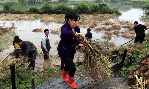 5月13日,江西九江市武寧縣清江鄉(xiāng)村民在收割被洪水淹沒的成熟油菜籽。5月11日下午開始的強(qiáng)降雨強(qiáng)度大,來勢猛,對流性非常明顯,是江西今年以來最強(qiáng)降雨過程。據(jù)江西省防汛抗旱總指揮部介紹,截至5月13日15時(shí),江西九江、宜春、南昌、贛州等地已緊急轉(zhuǎn)移被洪水威脅群眾2萬多名。大范圍的強(qiáng)降雨已導(dǎo)致江西部分河流水位超警戒線,至13日8時(shí),江西省境內(nèi)的東津水庫、大段水庫、廖坊水庫、洪門水庫等4座重點(diǎn)水庫水位均超汛限。目前江西北部降雨基本停止,但南部強(qiáng)降雨還在持續(xù)。據(jù)氣象預(yù)報(bào),至14日,江西境內(nèi)局部還有中到大雨或雷雨,部分暴雨,局部大暴雨。新華社發(fā)