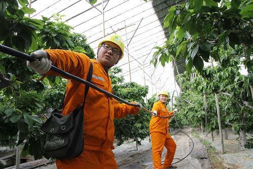3月26日,國家電網山東沂水供電公司工作人員為沂水鎮(zhèn)友蘭官莊村一櫻桃種植大棚架設電線。近日,山東省沂水縣1100余畝大棚櫻桃進入成熟前的關鍵時期,為保障自動滴灌、自動卷簾機、溫濕度自控等現代農業(yè)設備正常運轉,國家電網山東沂水供電公司組織20多支“彩虹服務隊”對全縣櫻桃大棚的用電設施進行巡視檢查,消除用電隱患,為大棚櫻桃在適宜的溫度和濕度下生長提供保障。新華社發(fā)(呂永國 攝)