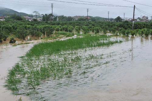 這是5月16日拍攝的廣東清遠(yuǎn)市佛岡縣水頭鎮(zhèn)被淹的農(nóng)田。新華社發(fā)(李作描 攝)