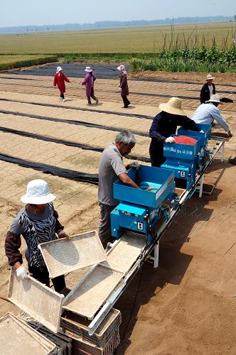 6月4日,山東省臨沂市郯城縣馬頭鎮(zhèn)農(nóng)民在使用“水稻流水線育秧機(jī)”。新華社發(fā)(房德華 攝)
