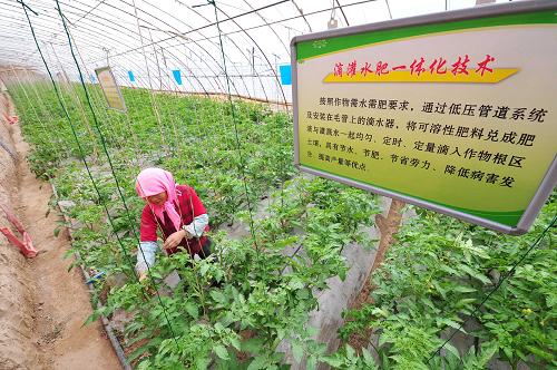 9月25日,在寧夏回族自治區(qū)賀蘭縣習崗鎮(zhèn)新平村設施農(nóng)業(yè)示范園,一名當?shù)剞r(nóng)民在溫棚內(nèi)干活。新華社記者 彭昭之 攝