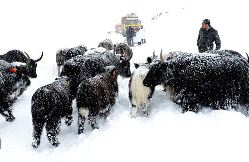 10月22日,在被大雪阻斷的海拔5190米的拿根拉山口附近,牧民趕著牲畜向當(dāng)雄縣轉(zhuǎn)場。新華社記者 覺果 攝