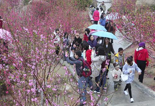 2月15日,游人在廣東汕頭巨峰風(fēng)景區(qū)賞桃花。 當(dāng)日是大年初二,廣東汕頭巨峰風(fēng)景區(qū)綻放的桃花吸引了眾多游客。新華社發(fā)(馬卡 攝)