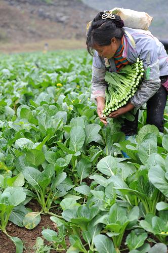 4月10日,貴州省黔西南布依族苗族自治州安龍縣德臥鎮(zhèn)的農(nóng)民在采摘無污染綠色生態(tài)蔬菜。新華社發(fā)(陶亮 攝)