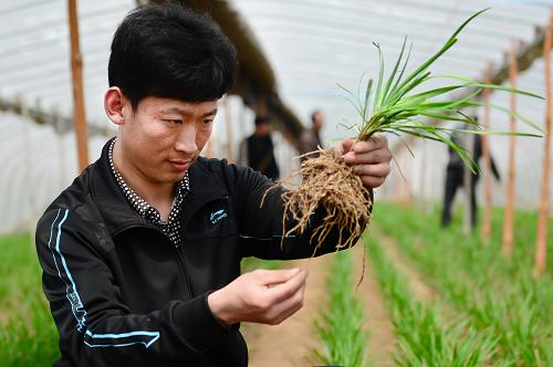 4月23日,高杰在有機韭菜種植大棚里查看韭菜長勢。新華社記者 郭緒雷 攝