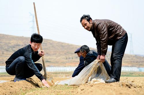 4月23日,高杰(左一)和村民一起在地里培育有機韭菜苗。新華社記者 郭緒雷 攝