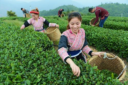 4月24日,游客在福州市羅源縣霍口畬族鄉(xiāng)生態(tài)茶園采茶。茶園周邊曾是畜禽養(yǎng)殖區(qū)。新華社記者 張國(guó)俊 攝