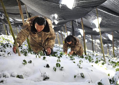 12月17日,云南省南澗彝族自治縣無量藥谷的工作人員在搶救大棚內(nèi)種植的三七。新華社發(fā)(適志宏 攝)