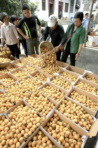 6月3日,安徽歙縣三潭果農(nóng)在交易市場(chǎng)出售剛采摘的枇杷。近日,我國(guó)枇杷主產(chǎn)區(qū)之一安徽歙縣開(kāi)始采摘枇杷。受今年初低溫雨雪天氣影響,歙縣枇杷上市時(shí)間比往年推遲了半個(gè)月,產(chǎn)量?jī)H為去年的兩成左右,銷(xiāo)售均價(jià)為每公斤10元左右,是去年價(jià)格的兩倍。新華社發(fā) 施廣德 攝