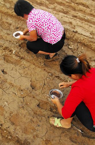 9月1日,河南省內(nèi)黃縣馬上鄉(xiāng)大黃灘村的農(nóng)民在播種小白菜。新華社發(fā)(劉肖坤 攝)