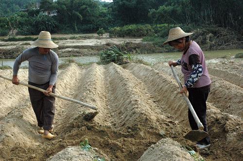 古重村村民在平整土地,準(zhǔn)備復(fù)耕農(nóng)田,種上番薯(10月3日攝)。新華社記者 詹奕嘉 攝
