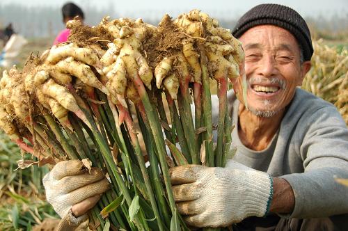 11月4日,山東省臨沂市郯城縣馬頭鎮(zhèn)桃行村農(nóng)民鄭傳彪展示采收的生姜。近日,山東省臨沂市郯城縣2000多畝曾被非法占用的耕地復(fù)耕之后種植的生姜、蘿卜等蔬菜喜獲豐收,畝均增收2000元以上。近年來(lái),郯城縣加大對(duì)非法占用耕地的清查力度,依法拆除廠礦、磚窯百余家,復(fù)耕土地4000多畝。新華社發(fā)(房德華 攝)