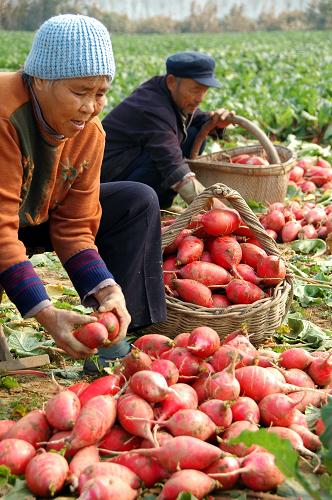 11月4日,山東省臨沂市郯城縣馬頭鎮(zhèn)桃行村農(nóng)民在菜地里采收蘿卜。新華社發(fā)(房德華 攝)