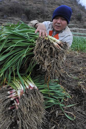 貴陽永樂:每日50噸蔬菜入城抗凝凍保民生 1月4日,在貴陽市南明區(qū)永樂鄉(xiāng)永樂村,一位農(nóng)民正在采收蒜苗。 連日來,突如其來的凝凍天氣襲擊貴陽,給交通和蔬菜入城造成困難,貴陽市蔬菜基地永樂鄉(xiāng)黨委政府積極行動起來,組織黨員干部每天運送40至60噸應(yīng)急蔬菜到一些超市和農(nóng)貿(mào)市場,確保市民的菜籃子供應(yīng)。 新華社記者 楊楹 攝
