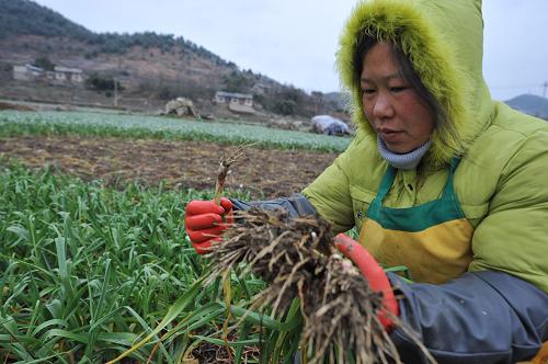 1月4日,在貴陽市南明區(qū)永樂鄉(xiāng)永樂村,一位農(nóng)民正在采收蒜苗。 連日來,突如其來的凝凍天氣襲擊貴陽,給交通和蔬菜入城造成困難,貴陽市蔬菜基地永樂鄉(xiāng)黨委政府積極行動起來,組織黨員干部每天運送40至60噸應(yīng)急蔬菜到一些超市和農(nóng)貿(mào)市場,確保市民的菜籃子供應(yīng)。 新華社記者 楊楹 攝