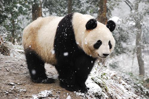 中國(guó)大熊貓入住日本上野動(dòng)物園 2月21日,來(lái)自中國(guó)四川的大熊貓“比力”和“仙女”抵達(dá)日本東京成田機(jī)場(chǎng),當(dāng)天深夜入住東京上野動(dòng)物園。這是2008年4月大熊貓“陵陵”因衰老離世以來(lái),大熊貓?jiān)僖淮维F(xiàn)身東京。 這是上野動(dòng)物園提供的“仙女”的資料照片。 新華社發(fā)