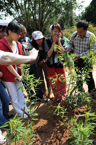 一名傣族導(dǎo)游(右二)在西雙版納熱帶植物園內(nèi)為游客介紹一種聽到歌聲會(huì)跳舞的熱帶植物“跳舞草”(2月23日攝)。 早春時(shí)節(jié),地處祖國(guó)西南邊陲的云南省西雙版納傣族自治州已是春光明媚,鮮花盛開,吸引大批海內(nèi)外游客前來踏春賞景、體驗(yàn)民族風(fēng)情。據(jù)統(tǒng)計(jì),2010年西雙版納全州接待國(guó)內(nèi)外旅游者達(dá)853萬(wàn)人次,同比增長(zhǎng)16.5%。 新華社記者 藺以光 攝