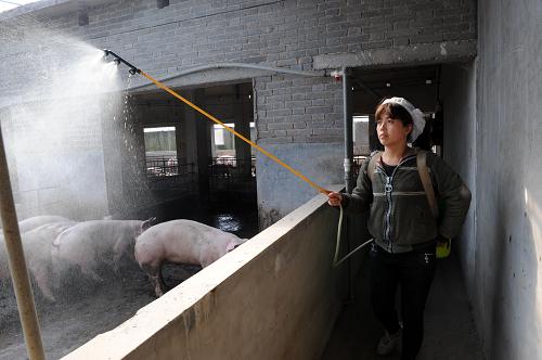 河南省沁陽一家養(yǎng)豬場人員正在對(duì)豬舍進(jìn)行清潔消毒(3月17日攝)。 “瘦肉精”豬肉遭到媒體曝光后,河南省政府發(fā)布緊急通告,重申嚴(yán)禁在飼料及動(dòng)物飲用水中添加“瘦肉精”等違禁品,并派出多支調(diào)查組到河南各地開展全面排查。 新華社記者 朱祥 攝