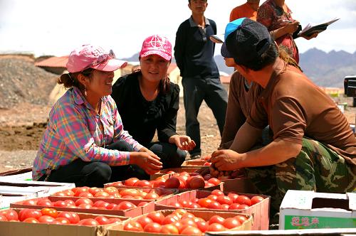 烏恰縣瑪依喀克戈壁產(chǎn)業(yè)項目區(qū)的工人們準備將收獲的西紅柿裝箱運往市場(7月10日攝)。 在帕米爾高原上,曾經(jīng)“風吹石頭跑”的戈壁灘上,一千座溫室大棚拔地而起,在這片牛羊都要“戴著放大鏡找草吃”的荒灘上,一片新的綠洲正在孕育。 地處中國版圖最西端的克孜勒蘇柯爾克孜自治州烏恰縣,是送走神州大地最晚一縷陽光的地方,這里平均日照2799.3小時,但年均降水量僅163毫米,全縣總面積的99.8%為山地、戈壁、荒灘。距離縣城50公里的瑪依喀克在柯爾克孜語中是曬得出油的地方,自2007年至今,烏恰縣共組織機關(guān)干部及受益鄉(xiāng)部分農(nóng)牧民共3萬余人次分批赴瑪依喀克參加農(nóng)業(yè)勞動,用戈壁灘上的石頭建起大棚,從數(shù)十公里外運來適合栽種的土壤,滴灌用水取自附近的瑪依喀克河,再結(jié)合牧民定居工作,讓400戶1696名牧民走下馬背,進行現(xiàn)代化設(shè)施農(nóng)業(yè)種植。 目前,這里種植的西紅柿、青椒、黃瓜等蔬菜不僅滿足了烏恰縣當?shù)厥袌龅男枨?,而且還通過縣里配送中心銷售到周邊的喀什等縣市。根據(jù)棚內(nèi)作物價值的不同,一個大棚一年可收入1萬到8萬元不等。“十二五”期間,烏恰縣將利用戈壁產(chǎn)業(yè)繼續(xù)打造有機蔬菜基地、戈壁草