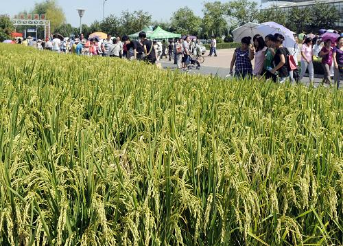 人們?cè)趨⒂^在新技術(shù)育苗水稻(8月20日攝)。 8月21日,歷時(shí)10天的第十屆中國(guó)長(zhǎng)春國(guó)際農(nóng)業(yè)·食品博覽(交易)會(huì)落下帷幕。本屆農(nóng)博會(huì)參展人數(shù)達(dá)188萬(wàn)人次,簽訂經(jīng)貿(mào)合作項(xiàng)目125項(xiàng)、合同金額達(dá)226億元,展會(huì)現(xiàn)場(chǎng)銷(xiāo)售額5.1億元,經(jīng)貿(mào)合作成果創(chuàng)農(nóng)博會(huì)歷屆之最。 新華社記者 林宏 攝