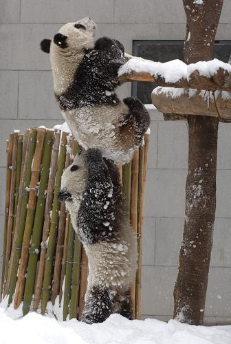 “團(tuán)團(tuán)”(上)“圓圓”在雪中玩耍(2006年2月17日攝)。新華社記者 陳燮 攝