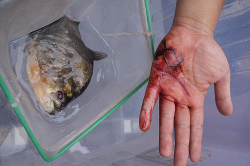 廣西柳州一市民的手掌被食人鯧咬傷,這條咬傷人的食人鯧有著鋒利的牙齒(7月7日攝)。新華社發(fā)