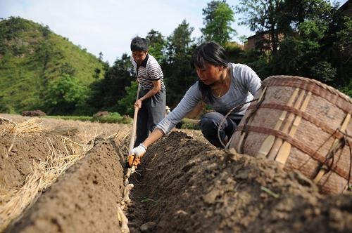 5月8日,興國社福鄉(xiāng)九山村,姜農(nóng)在種植生姜。江西興國九山盛產(chǎn)生姜,由于近幾年生姜價格走高,姜農(nóng)擴大種植,而在今年,生姜價格下跌,最高價一度曾達到5元一斤的生姜,如今只能以1.1元/斤銷售,而成本一般都在1.5到2元。面對目前的低價,姜農(nóng)只好將生姜存在地窖里期盼價格能夠回漲。九山村2011年收獲500萬斤生姜,現(xiàn)在有400萬斤滯銷。大批姜農(nóng)沒有收到去年種植生姜的收入,只能繼續(xù)今年的種植,期待能夠保本銷售。據(jù)當(dāng)?shù)剞r(nóng)業(yè)部門負責(zé)人介紹,政府部門正在積極尋找收購方,但由于缺乏深加工產(chǎn)業(yè),九山生姜只能跟隨市場價格波動,風(fēng)險很難回避。新華社記者 周密 攝