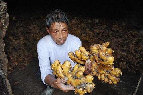 5月8日,姜農(nóng)在地窖里對著數(shù)萬斤的生姜,面露愁色。這里的姜農(nóng)普遍都存有上萬斤甚至十幾萬斤的生姜無法銷出。 新華社記者 周密 攝