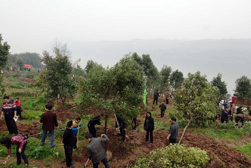 各界代表在啟動儀式植樹現(xiàn)場植樹(2月24日攝)。2月24日,重慶市在涪陵區(qū)龍橋街道袁家村舉行長江兩岸森林工程啟動儀式,全面動員部署長江兩岸森林工程示范段建設(shè),掀起重慶長江兩岸森林工程的建設(shè)高潮。涪陵區(qū)社會各界代表和駐涪武警官兵1萬余人參加啟動儀式植樹活動,共種植香樟、天竺桂、麻竹等樹木5萬余株。新華社記者 劉潺 攝
