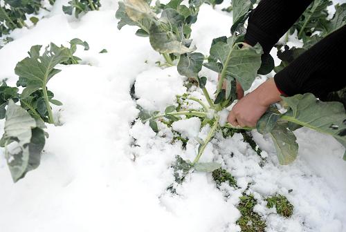 江西永修縣虬津鎮(zhèn)麻塘村一位村民在搶收蔬菜(1月21日攝)。雨雪不止,道路封閉,機場關(guān)閉,菜價飛漲……新一輪雨雪冰凍天氣正在江西、湖南等南方省份肆虐。剛剛告別災(zāi)難頻發(fā)的2010年,今年初又接連發(fā)生大面積極端天氣事件。南方“千里冰封”,北方“干旱少雪”——“南凍北旱”的極端天氣頻發(fā),是誰惹的禍?如何應(yīng)對極端天氣下的“生活難題”?當前“南凍北旱”形勢對農(nóng)產(chǎn)品供應(yīng)和價格影響幾何?圍繞這些焦點問題,“新華視點”記者深入南方冰凍和華北干旱災(zāi)區(qū)進行追蹤采訪。新華社記者 周科 攝