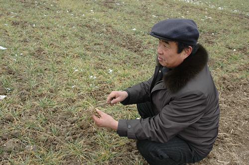 種糧大戶徐淙祥拔起幾株小麥,查看小麥根部生長情況(2月11日攝)。春節(jié)以來,安徽太和縣種糧大戶徐淙祥幾乎每天都到麥地察看一趟。15日上午,他又來到地里,拔起幾株麥苗,再用樹枝刨個小土坑察看墑情。此時的徐淙祥喜憂參半,喜的是四個多月以來終于有了次降水,憂的是旱情仍未解除。作為安徽小麥主產(chǎn)區(qū)的皖北地區(qū),自2010年9月27日以來,連續(xù)130天沒有有效降水,小麥苗情普遍變差,一二類苗情從90%多下降到80%多,三類苗情達到了10%以上。新華社記者 程士華 攝