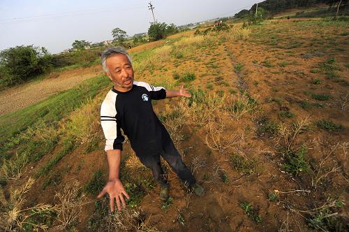 湖北省孝昌縣花西鄉(xiāng)幸光村二組的黃勝華家里的油菜由于干旱幾乎絕收(5月3日攝)。由于近5個月持續(xù)少雨,湖北省遭遇嚴重的冬春連旱,目前已有接近千萬畝農田受旱,黃岡、十堰、隨州、襄陽等市的15萬人缺少飲水。去冬今春,湖北省北部和南部降雨量分別在100毫米、200毫米以下,與歷史同期相比,少一半以上。再加上近段時間湖北省大部分地區(qū)氣溫偏高,致使土壤失墑加快。 由于本輪旱情時間長、范圍廣,由鄂西北、江漢平原北部、鄂東北等地蔓延到鄂東、鄂南和江漢平原中南部,而且干旱影響在加深、擴大,已經(jīng)嚴重影響糧棉主產(chǎn)區(qū)的生產(chǎn),抗旱形勢十分嚴峻。新華社記者 郝同前 攝