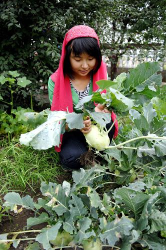 8月25日,在寧夏回族自治區(qū)涇源縣冶家村的一家農(nóng)家樂(lè)內(nèi),服務(wù)員在自家店種的菜地里摘菜。新華社記者 彭昭之 攝