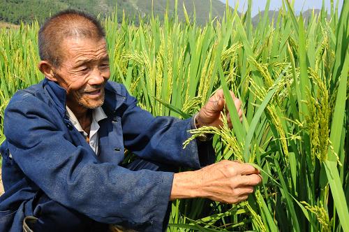 8月26日,71歲的守水老人周真華撫摸著長勢良好的稻谷。貴州特重旱區(qū)興義市敬南鎮(zhèn)新坪村十組村民利用地下水資源豐富的優(yōu)勢,自發(fā)籌資打井抽水抗旱。86戶村民還選出德高望重的71歲老人周真華守水,負責調節(jié)矛盾糾紛等。目前這一片1000多畝稻田長勢良好。今年1月至8月中旬,貴州省黔西南布依族苗族自治州興義市降雨量僅為465.1毫米,已達到特重等級氣象干旱。新華社記者 石新榮 攝