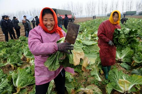 11月22日,即墨市移風(fēng)鎮(zhèn)院上村村民孫桂芝(前左)在地里采摘大白菜。她告訴記者,去年白菜地頭批發(fā)價(jià)格每公斤0.84元,今年每公斤0.1元都少有問津,眼看著白菜就要爛在地里,政府組織的結(jié)對(duì)直銷切實(shí)解決了菜農(nóng)賣菜難的燃眉之急。近日,山東省青島市農(nóng)業(yè)、商務(wù)等相關(guān)部門采取和強(qiáng)化多種措施,組織蔬菜產(chǎn)地和城市社區(qū)、企事業(yè)結(jié)對(duì),上門收菜實(shí)施平價(jià)直銷,并通過“農(nóng)社對(duì)接”(周末車載蔬菜進(jìn)社區(qū))、“農(nóng)超對(duì)接”、“農(nóng)校對(duì)接”、“農(nóng)農(nóng)對(duì)接”(農(nóng)貿(mào)市場(chǎng)和蔬菜生產(chǎn)基地、農(nóng)業(yè)合作社對(duì)接)、開通大白菜銷售專線、加大蔬菜計(jì)劃儲(chǔ)備力度等,一定程度上緩解了蔬菜賣難買貴的難題。據(jù)介紹,青島市市郊36家蔬菜基地已與市內(nèi)近30個(gè)社區(qū)對(duì)接,由田間直供社區(qū)減少了中間流通環(huán)節(jié),蔬菜價(jià)格比市場(chǎng)價(jià)格低10%至40%。新華社記者 李紫恒 攝